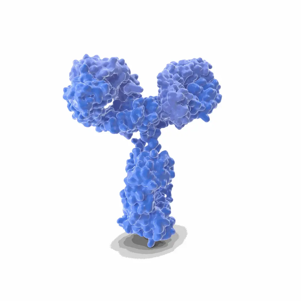 A4GALT Antibody 